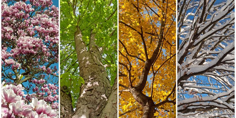 a tree in all four seasons